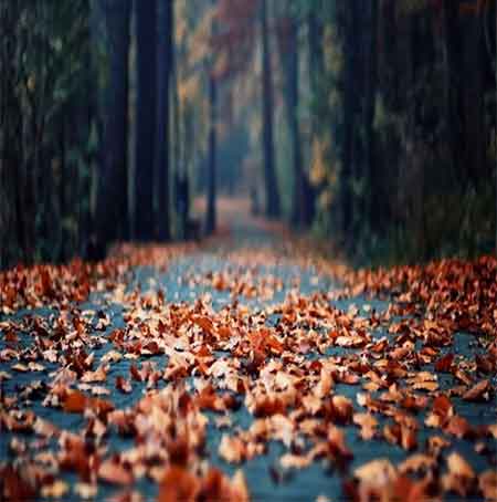 دانلود آهنگ عشق دلبر حسین رضایی